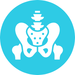 pelvis